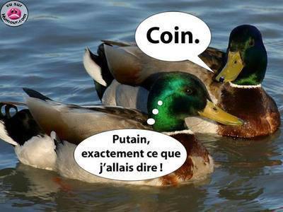 canard