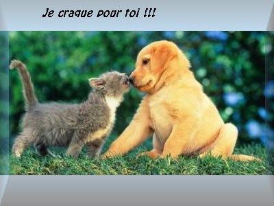 dog and cat